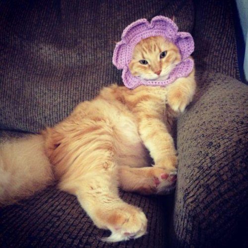 КОТОприколы