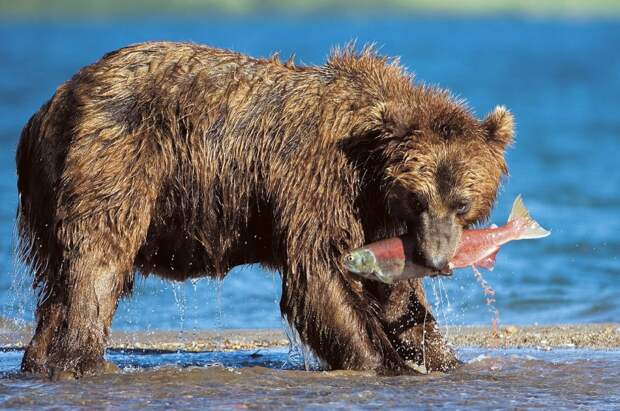 Медведи отъедаются рыбой перед долгой зимой.