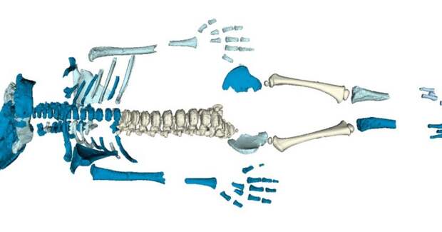 Скелет неандертальского младенца из Амуд показал ускоренное раннее развитие