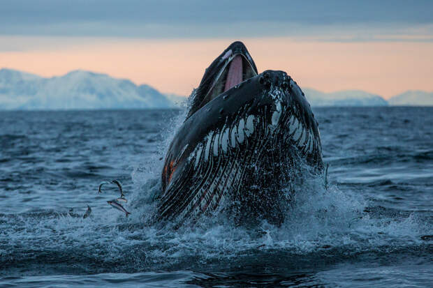 Горбатый кит в Норвегии