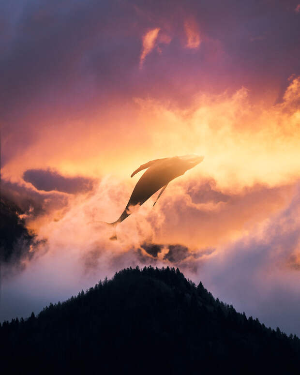 Fly
