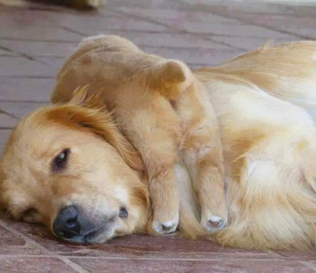 Animales-y-maternidad-8