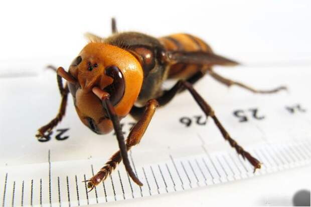 http://i.ucrazy.ru/files/pics/2014.04/1398069932_06-giant-hornet.jpg