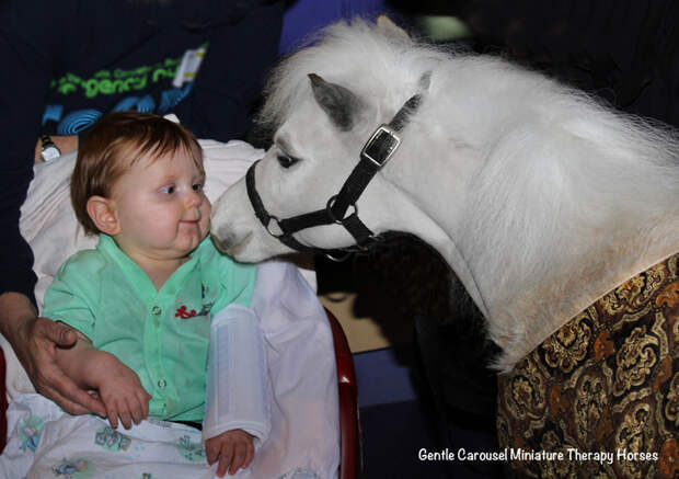 Miniature-therapy-horses-boy