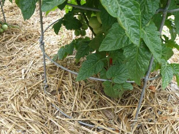 Straw Mulch Around Tomato Plant - Bonnie Plants