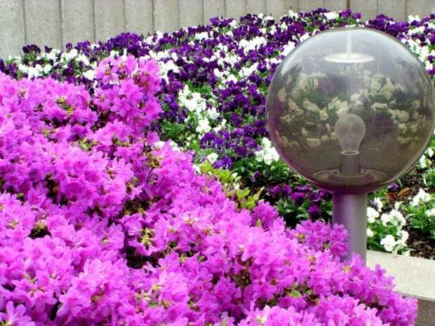 Японский сад (222) (700x525, 364Kb)