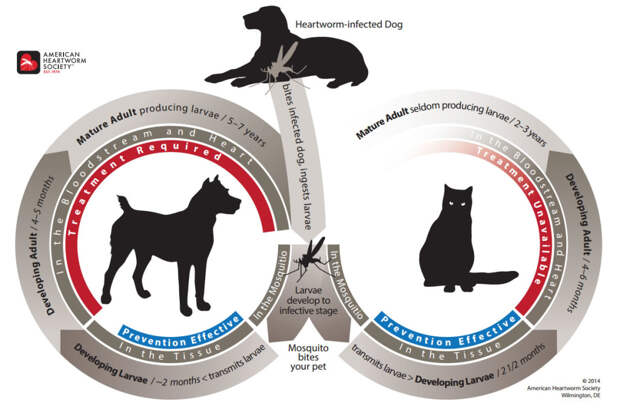 Source | American Heartworm Association