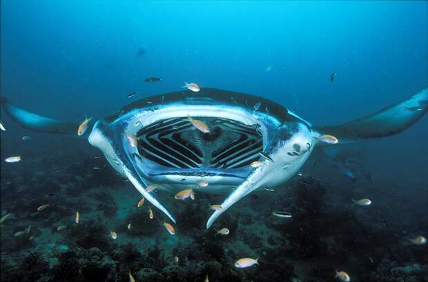 5.  Морской дьявол (Manta ray) животные, факты