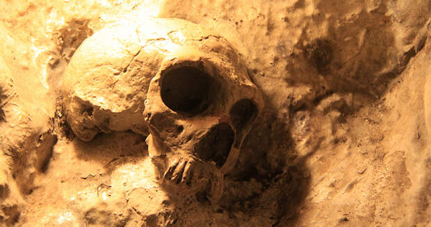 Neanderthal-Skull