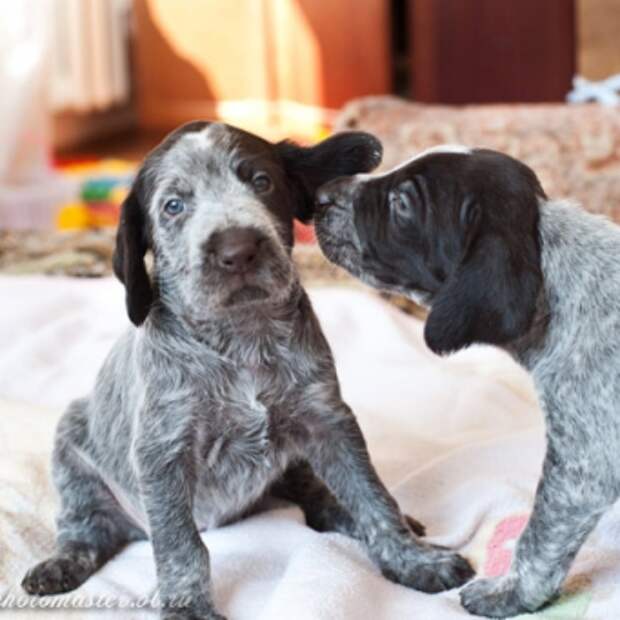 Показатели готовности щенка к дрессировке