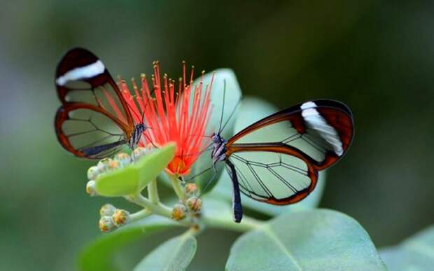 гусеницы и бабочки, куколка бабочка, превращение из гусеницы в бабочку