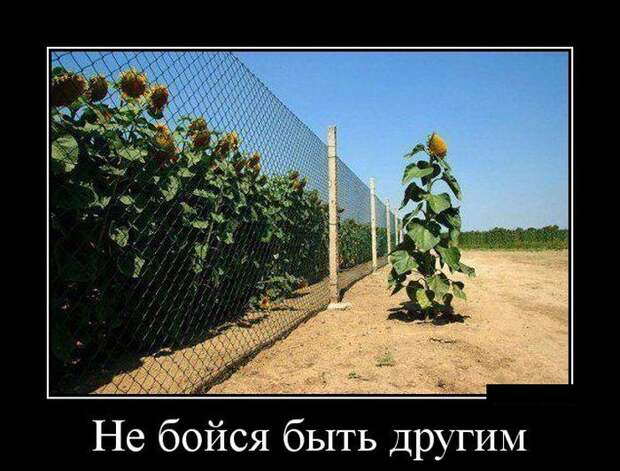 Подборка демотиваторов, которые поднимут вам настроение! демотиватор, юмор