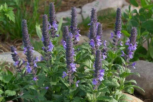 Юрист назвал растения, за выращивание которых может грозить тюремный срок