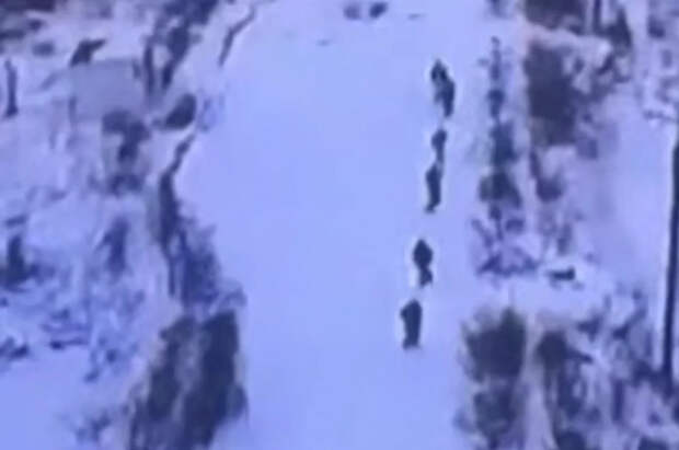 «Воин DV»: шесть офицеров и солдат ВСУ сдались в плен под Гуляйполем