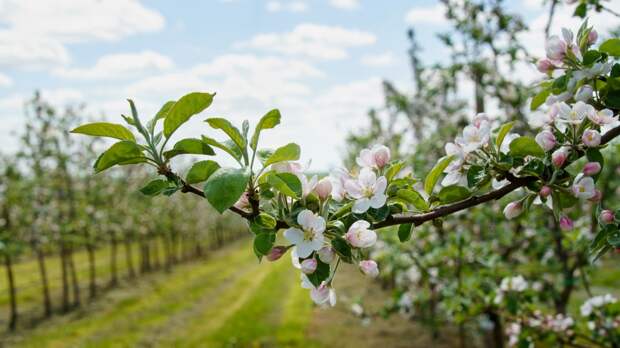 В Правительстве Воронежской области состоялся круглый стол по развитию страхования садов в ЦФО