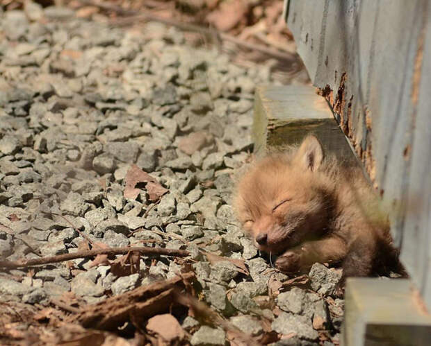 baby-fox-01.jpg