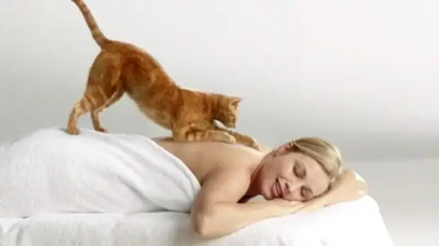 Почему коты и кошки массируют вас, одеяло, подушку.