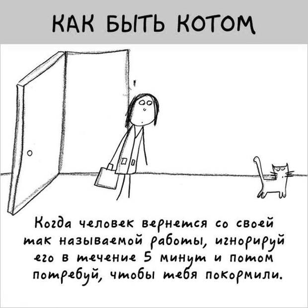 12 картинок с инструкциями о том, как быть котом инструкция, кот, юмор
