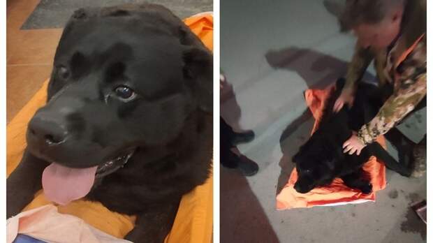 «Четыре часа скулил о помощи»: крымские волонтеры спасли собаку, которая чуть не умерла из-за аварии