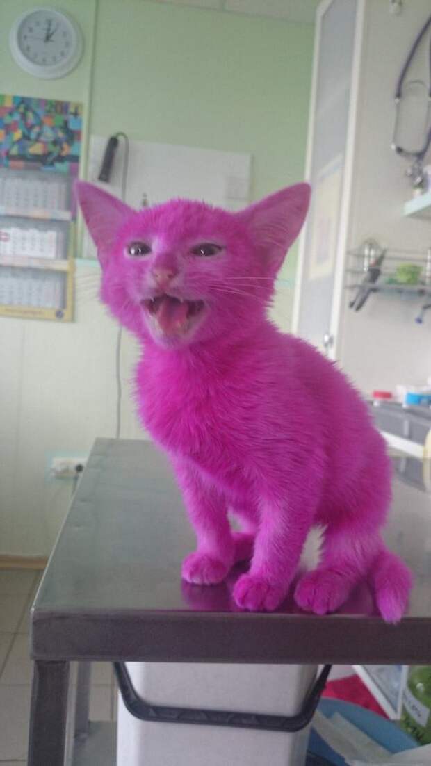 Розовый котенок умер в госпитале из-за отравления краской
