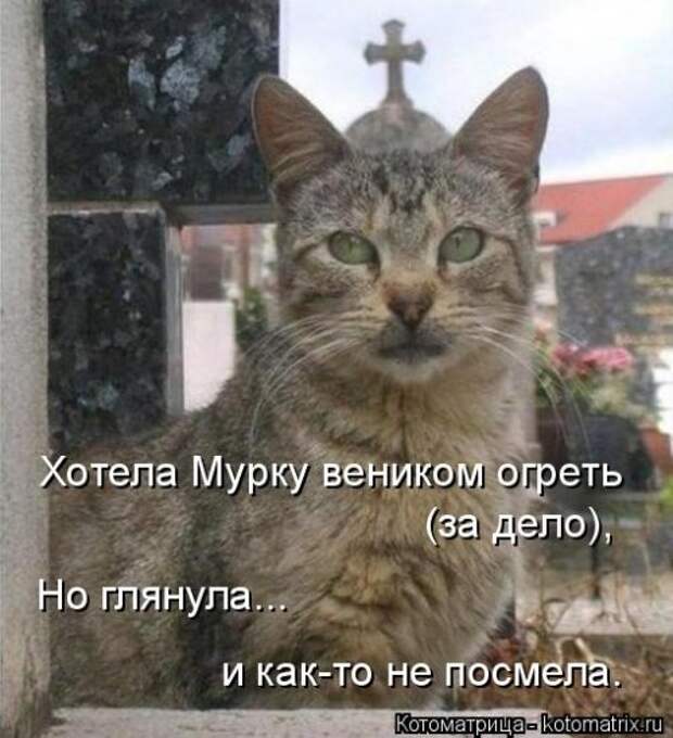 Котоматрица для хорошего настроения (35 фото)