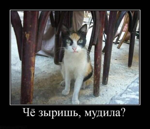 Веселая и прикольная подборка новеньких демотиваторов.!