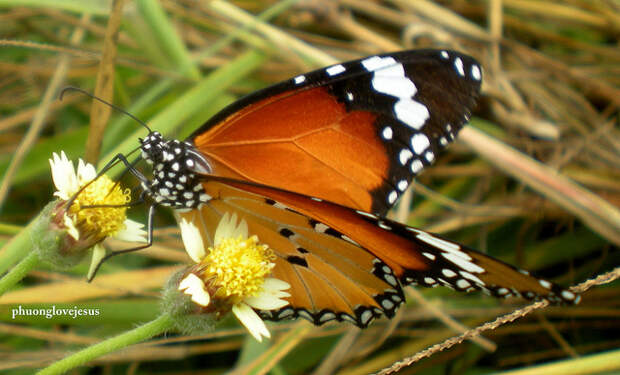 Danaida monarch