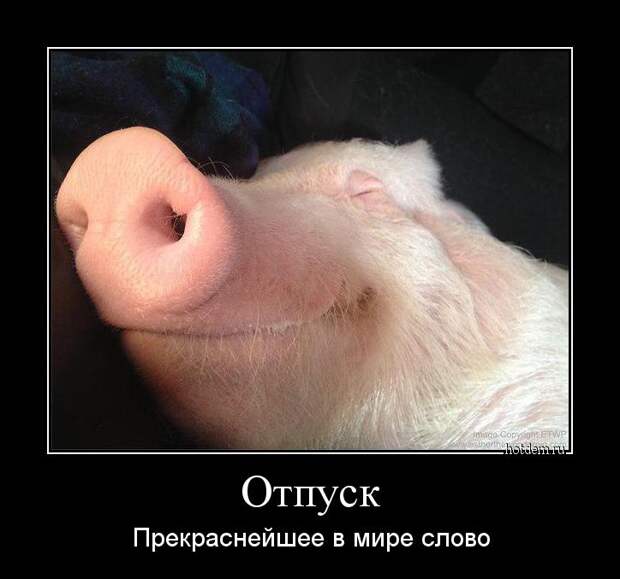 Демотиваторы демотиваторы, прикол, смех, юмор