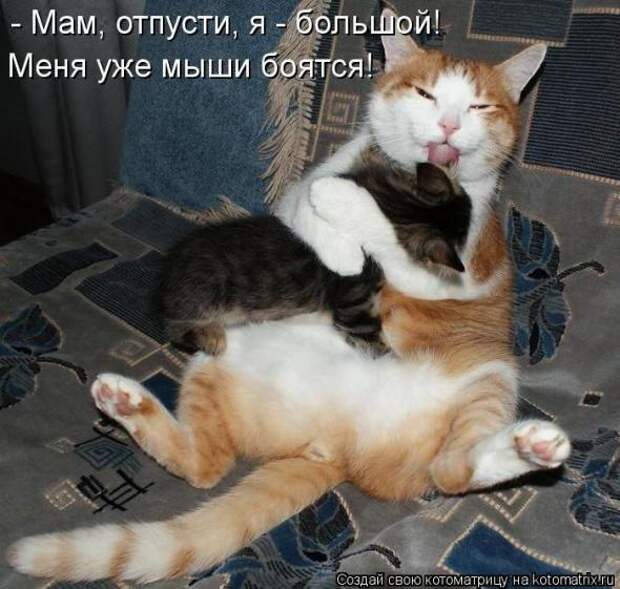 Котоматрицы(картинки с надписями)