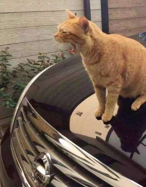 Юмор в фотографиях Юмор в фотографиях