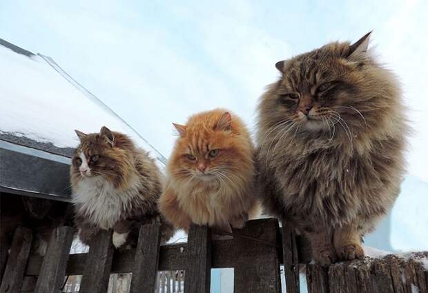 Siberian-Cats_photo-Alla-Lebedeva111