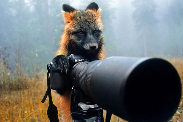 Животные-фотографы животные, фото