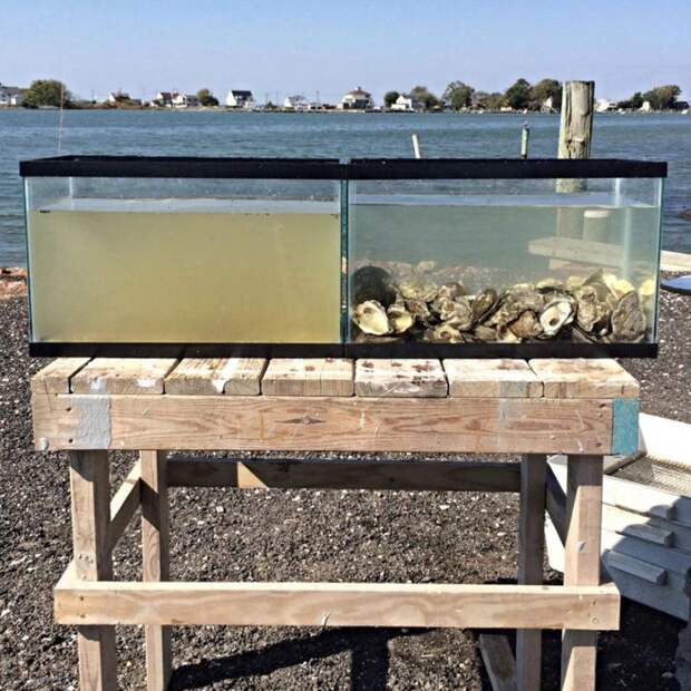 устрицы очищают воду