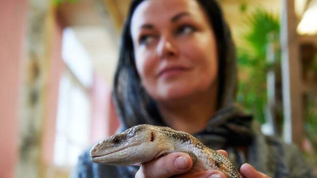 Мозг ящериц, птиц и людей отдыхает по древнему «правилу», выяснили ученые