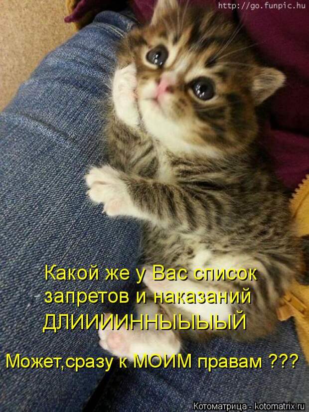 Котяры на приколе и их шаловливые друзья (35 фото)