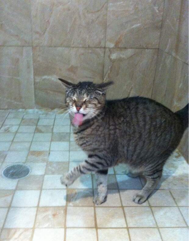 коты обожающие воду 