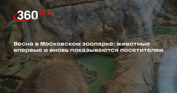 Глава Московского зоопарка рассказала о весне для капибар и других животных