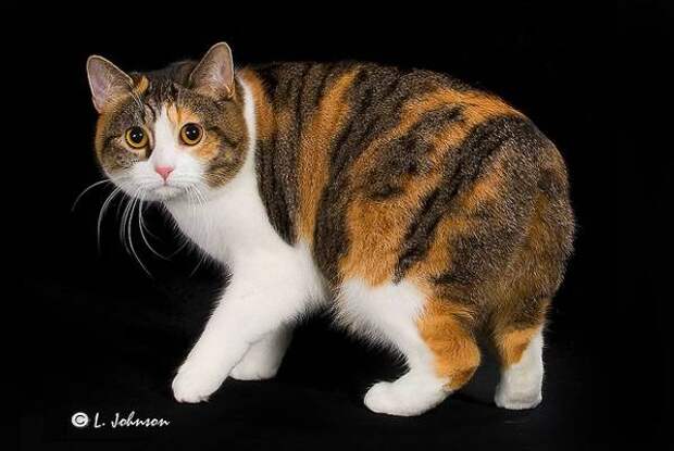 Самые необычные кошки планеты Мэнкс, фото кошки фотография породы кошек манкс