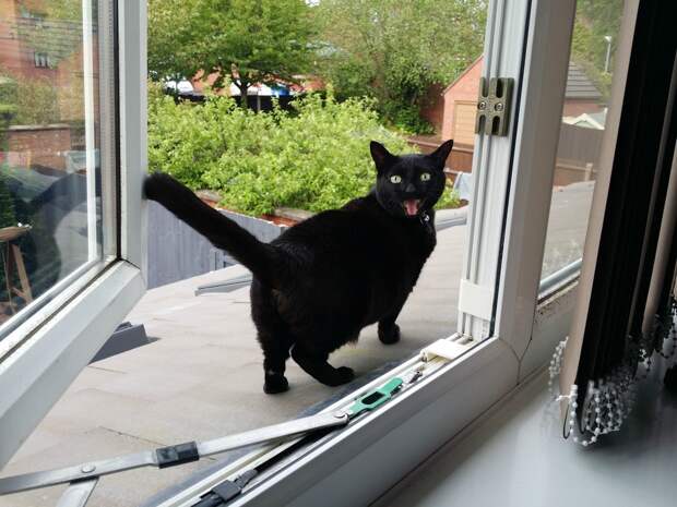 Cats Who Are Outside For The First Time And Trying Not To Lose Their Sh*t