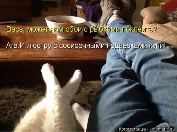 Лучшая котоматрица недели (30 фото)