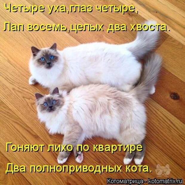 Новая котоматрица (36 фото)