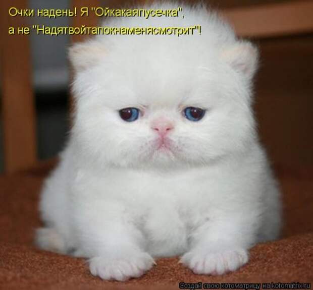 Котоматрица на Бугаге (28 фото)