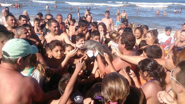 Детеныша дельфина убили туристы, которые хотели сделать с ним селфи дельфины, животные, ужасы