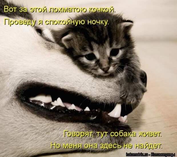 Котоматрица на Бугаге (30 фото)