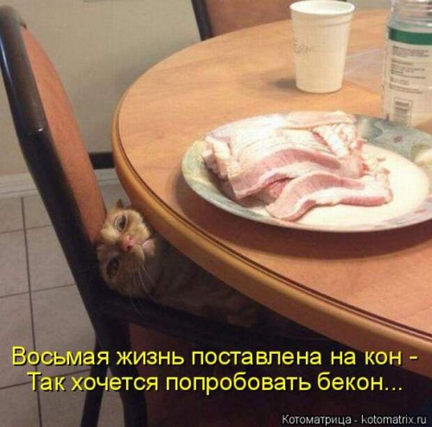 Свежая котоматрица (36 фото)