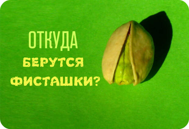 Как выглядят 22 популярных продукта до сбора урожая