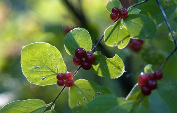 Лесные ягоды опасные для здоровья