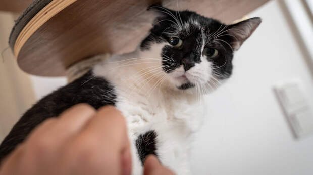 Жесты любви могут означать для питомца агрессию