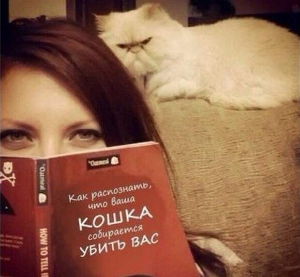 30 знаков, что ваш кот, возможно, планирует ваше убийство кот, убийство, юмор