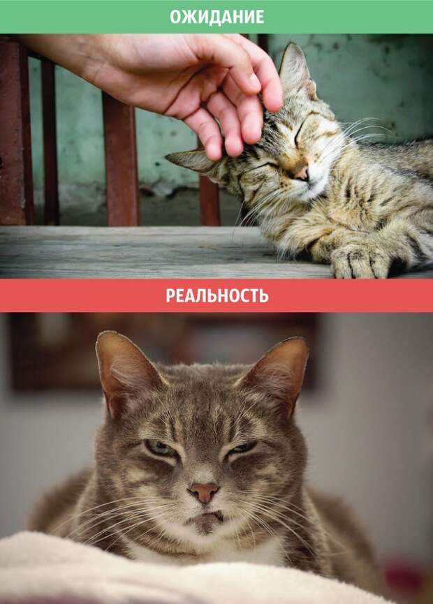 Коты: ожидания и реальность коты, приколы